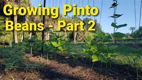 How To Grow Pinto Beans Youtube How To Grow Pinto Beans Youtube