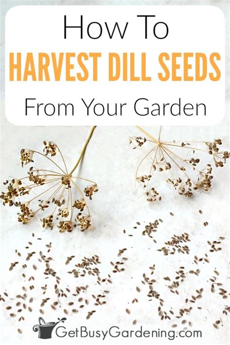 How To Harvest Dill Seeds From Your Garden Get Busy Gardening