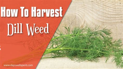 How To Harvest Dill Youtube