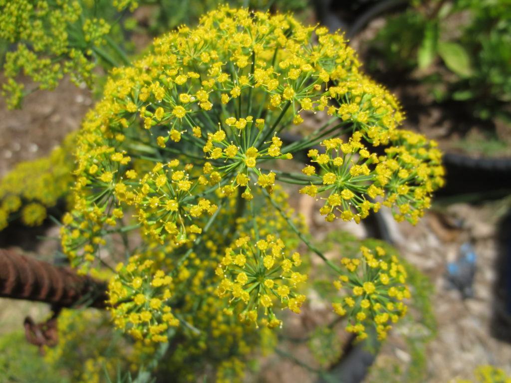 How To Harvest Dill