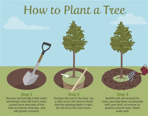 How To Plant A Tree Properly The Right Way How To Plant A Tree Properly The Right Way