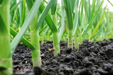 How To Plant Garlic In The Fall Food Storage Moms How To Plant Garlic In The Fall Food Storage Moms