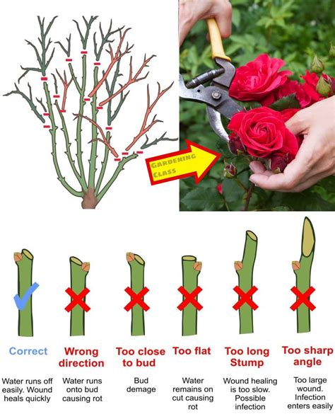 How To Prune Rose Bush