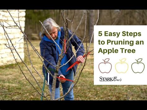 How To Prune Young Apple Trees For Optimal Growth Back Yard Growing How To Prune Young Apple Trees For Optimal Growth Back Yard Growing
