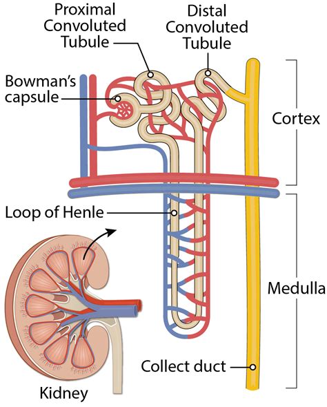 Human Nephron Diagram