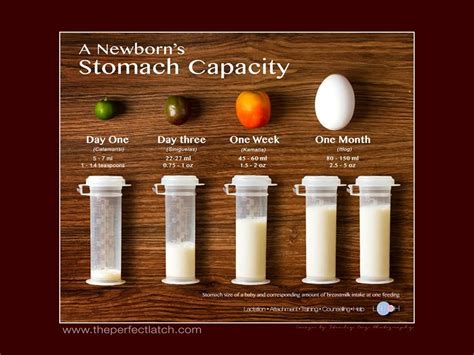 Infant Stomach Size Chart Kemele