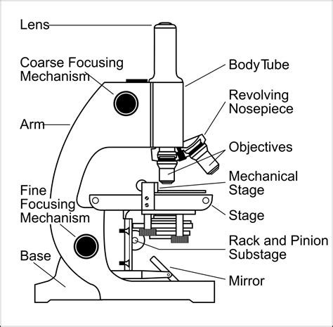 Light Microscope Diagram With Labels At Krista Sims Blog Light Microscope Diagram With Labels At Krista Sims Blog
