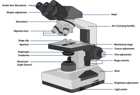 Light Microscope Microscope