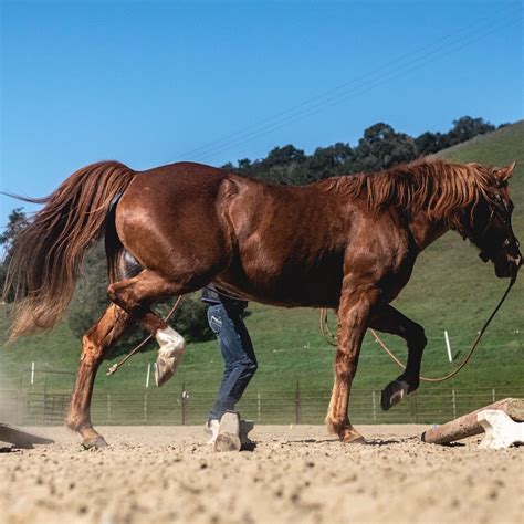 Limit The Load How Much Can Horses Carry Jec Ballou Equine Fitness Limit The Load How Much Can Horses Carry Jec Ballou Equine Fitness