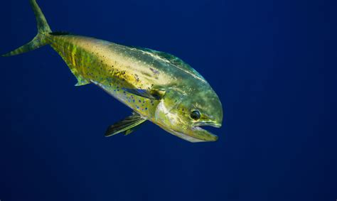 Mahi Mahi Dolphin