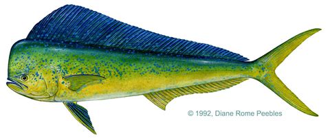 Mahi Mahi Species