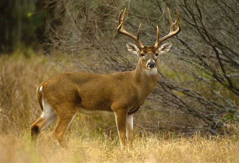 Missouri Deer Season