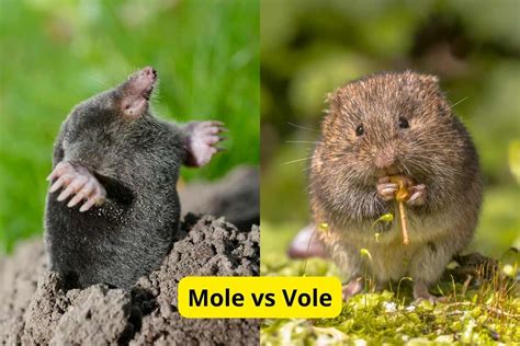 Moles And Voles