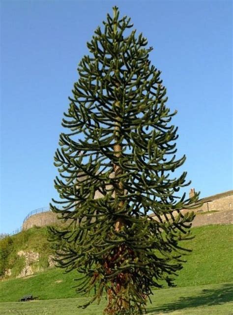 Monkey Puzzle Tree Chilean Pine