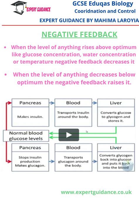 Negative Feedback Gcse Biology Revision Negative Feedback Gcse Biology Revision