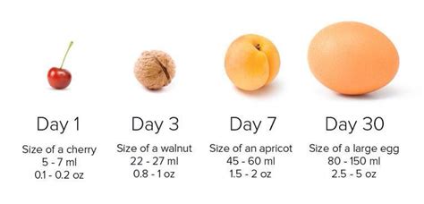 Newborn Stomach Size With Fruit For Comparison You May Be Surprised