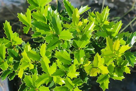 Oak Leaf Holly