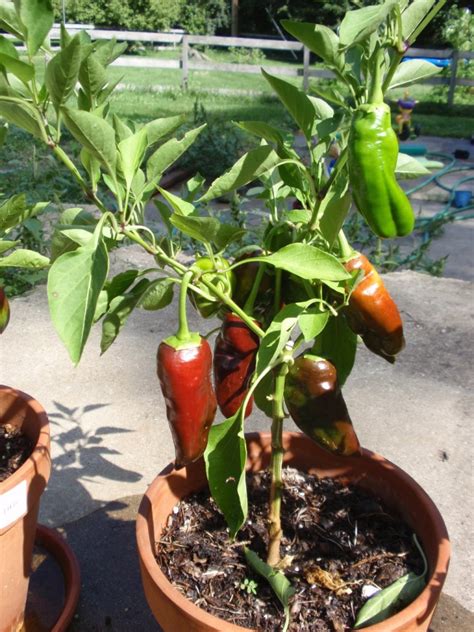 Perennial Bell Pepper Project