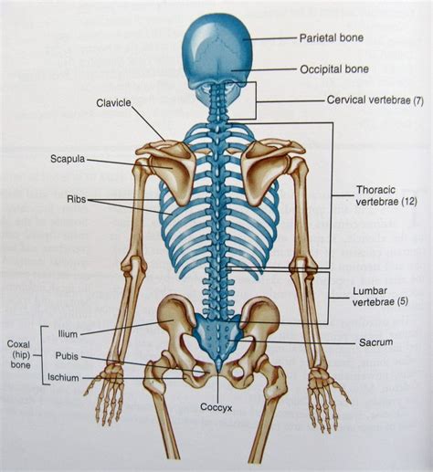 Pin By Cherie Johnston On Back Skeleton Anatomy Axial Skeleton Pin By Cherie Johnston On Back Skeleton Anatomy Axial Skeleton