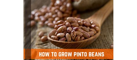 Pinto Beans 101 How To Plant Grow Pinto Beans Farm Plastic Supply Pinto Beans 101 How To Plant Grow Pinto Beans Farm Plastic Supply