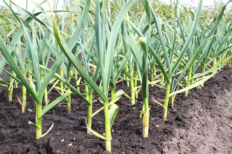 Plant Of Garlic