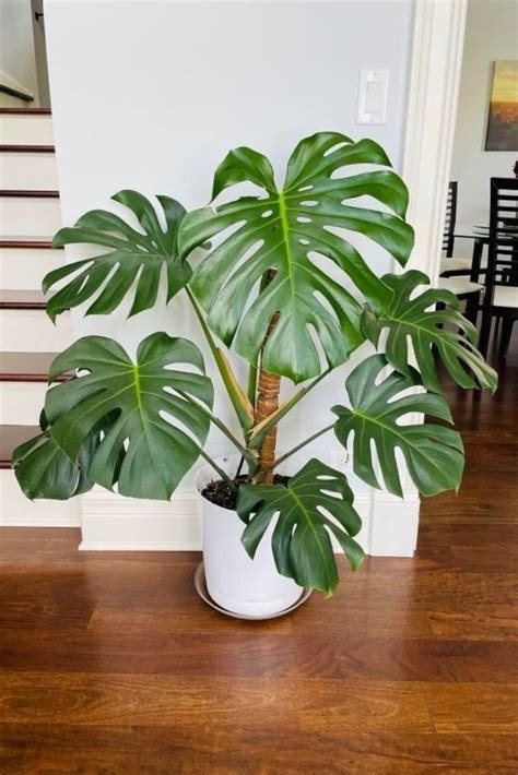 Propagating Monstera Deliciosa In Soil Step By Step Instructions The Propagating Monstera Deliciosa In Soil Step By Step Instructions The
