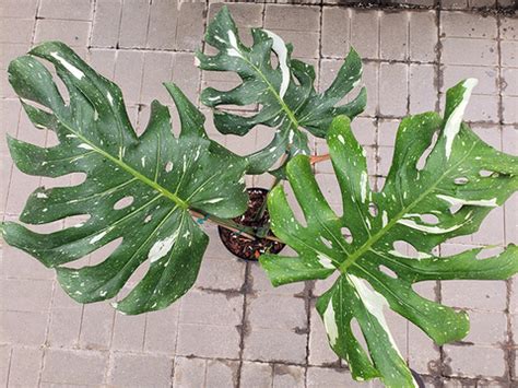 Propagating Monstera Deliciosa Umn Extension Propagating Monstera Deliciosa Umn Extension