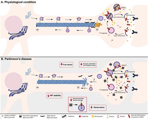Protein Aggregation In Parkinson Amp 39 S Disease At Nathan Oneill Blog Protein Aggregation In Parkinson Amp 39 S Disease At Nathan Oneill Blog