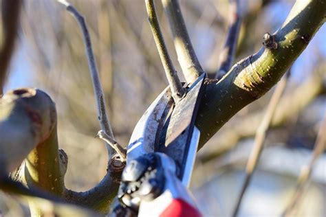Pruning Apple Trees