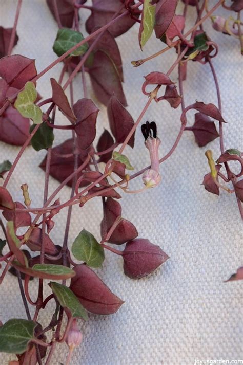 Rosary Vine String Of Hearts