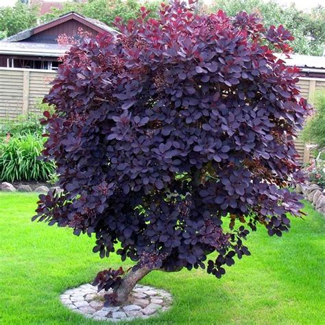 Royal Purple Smoke Bush