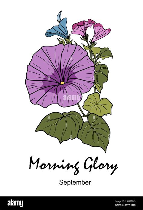 September Birth Month Flower Morning Glory Flower Svg September Birth Month Flower Morning Glory Flower Svg