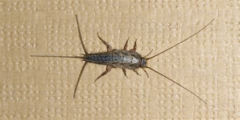 Silverfish Bug In House
