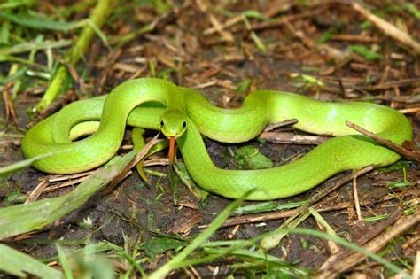 Smooth Green Snake