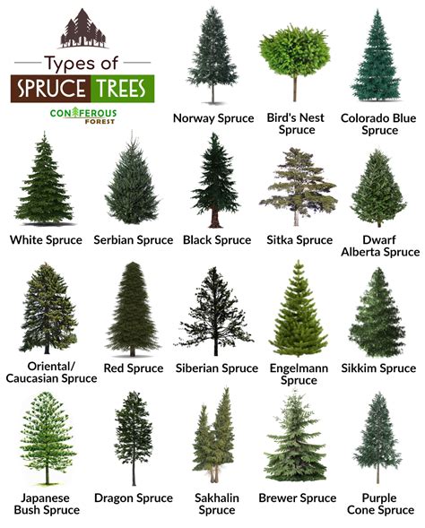 Spruce Tree And Its Types With Pictures What Does It Look Like Where Spruce Tree And Its Types With Pictures What Does It Look Like Where