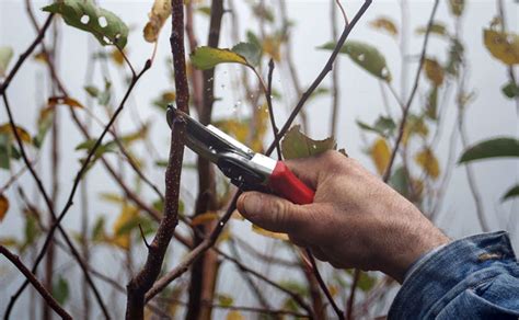 Successful Fruit Tree Pruning Stark Bro S Successful Fruit Tree Pruning Stark Bro S