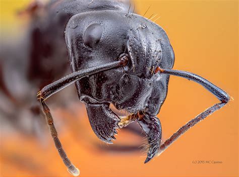 Super Macro Photograph Of A Carpenter Ant Queen S Head 2 5X Lifesized Super Macro Photograph Of A Carpenter Ant Queen S Head 2 5X Lifesized