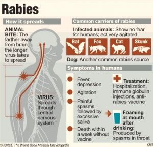 Symptoms Of Rabies In Cats