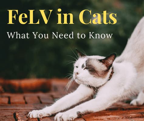 Symptoms Of The Feline Leukemia Virus And How You Can Help Pethelpful