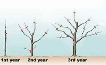 The Essential Guide To Pruning Fruit Trees Lovetoknow The Essential Guide To Pruning Fruit Trees Lovetoknow