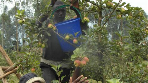 Tips To Consider When Fertilizing Apple Trees Farmers Trend Tips To Consider When Fertilizing Apple Trees Farmers Trend