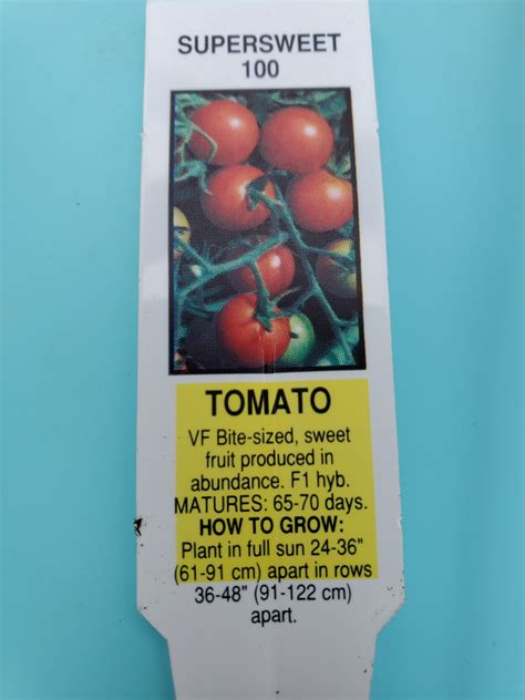Tomato Cherry Super Sweet 100 4 Inch Flowers By Sleeman Tomato Cherry Super Sweet 100 4 Inch Flowers By Sleeman