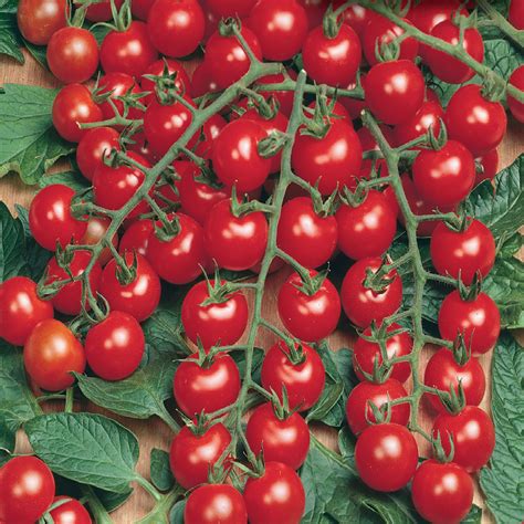 Tomato Seeds Super Sweet 100 F1 Vf Mckenzie Seeds Tomato Seeds Super Sweet 100 F1 Vf Mckenzie Seeds