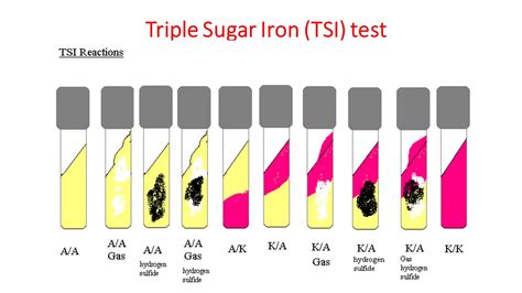 Triple Sugar Iron Test