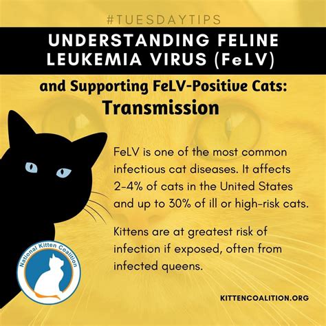 Understanding Feline Leukemia Virus Felv And Supporting Felv Positive