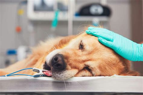 Understanding Lung Cancer In Dogs Symptoms Diagnosis And Treatment Understanding Lung Cancer In Dogs Symptoms Diagnosis And Treatment