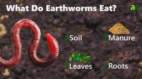 What Do Segmented Worms Eat What Do Segmented Worms Eat