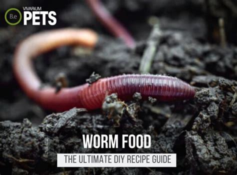 What Do Worms Eat The Ultimate Guide To Worm Food What Do Worms Eat The Ultimate Guide To Worm Food