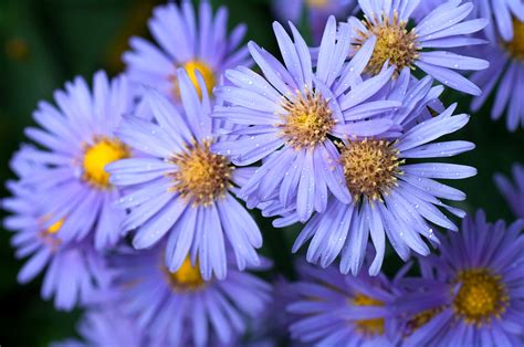 What Is September's Birth Flower