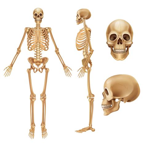 What Is Skeletal System Side View Anatomy Guide
